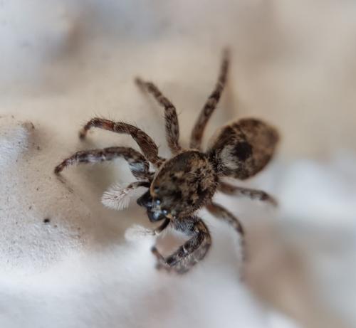 Menemerus taeniatus